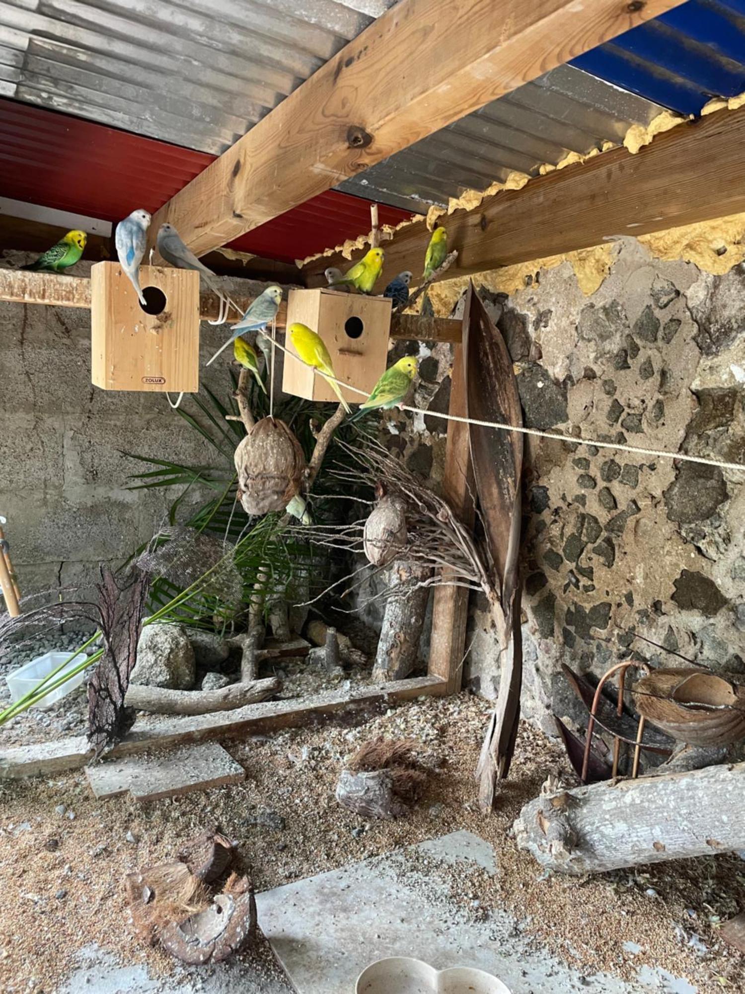 Les Hamacs Aux Saintes Hotel Terre-De-Haut Ngoại thất bức ảnh